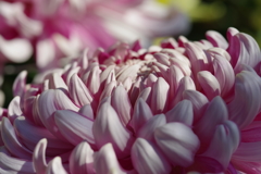 菊③