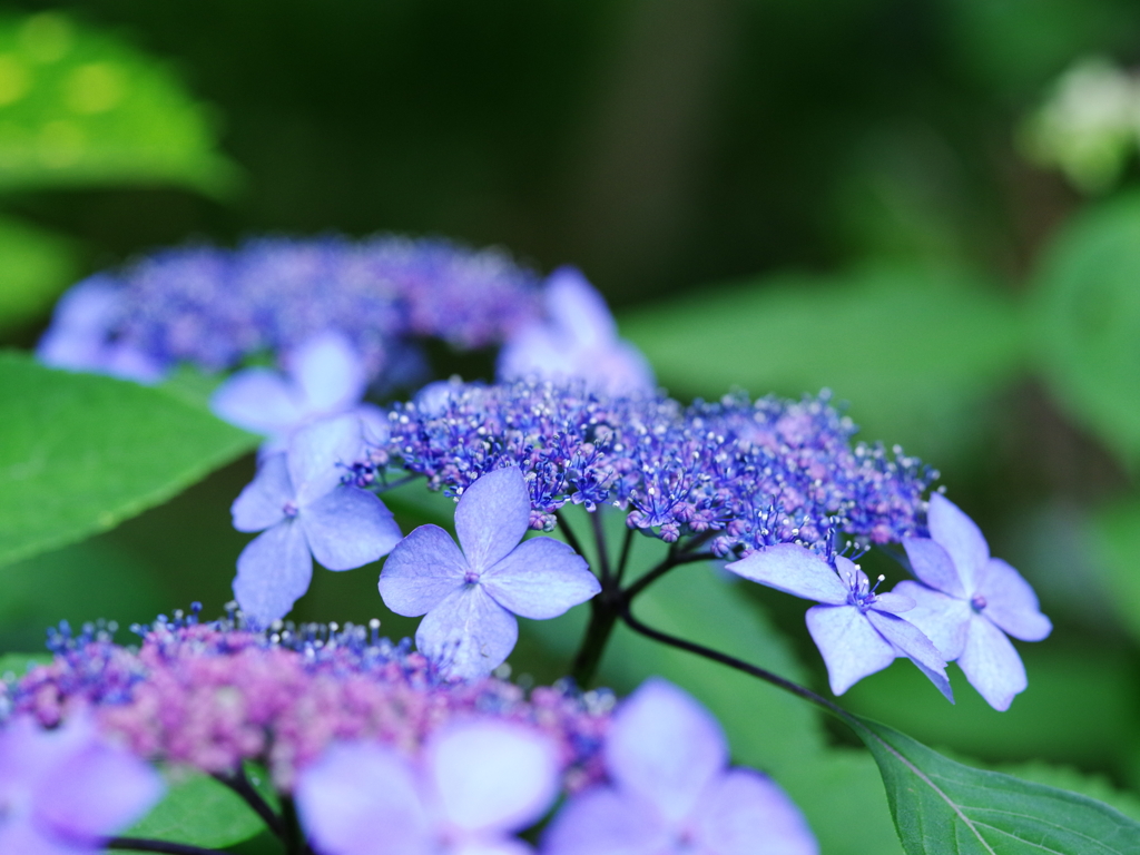 山紫陽花