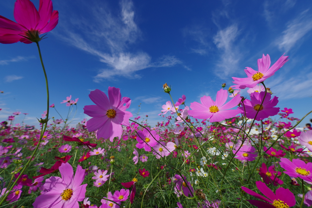 秋空と秋桜