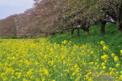 散歩⑩