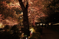 散歩②
