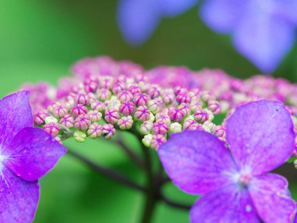 紫陽花