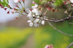 散歩⑥