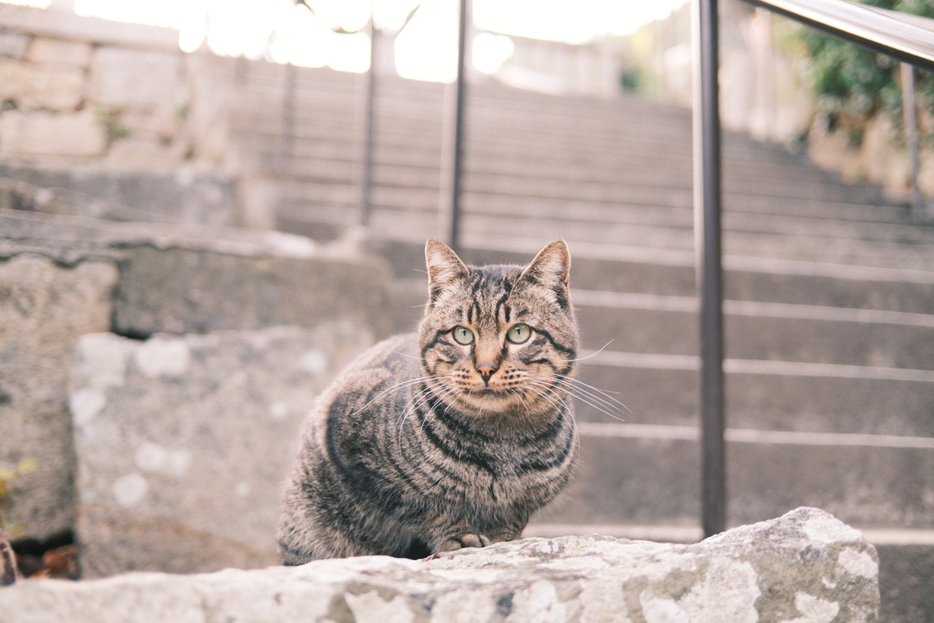 夕ねこ