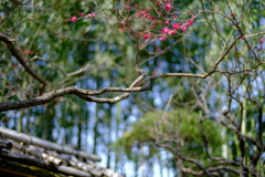 小梅