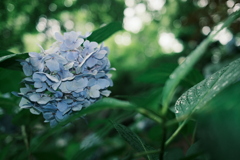 梅雨紫陽花