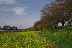 散歩⑦