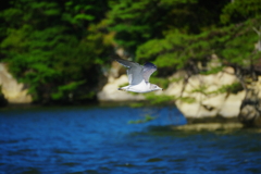 海鳥