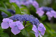 紫陽花⑤
