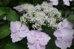 写ん歩花
