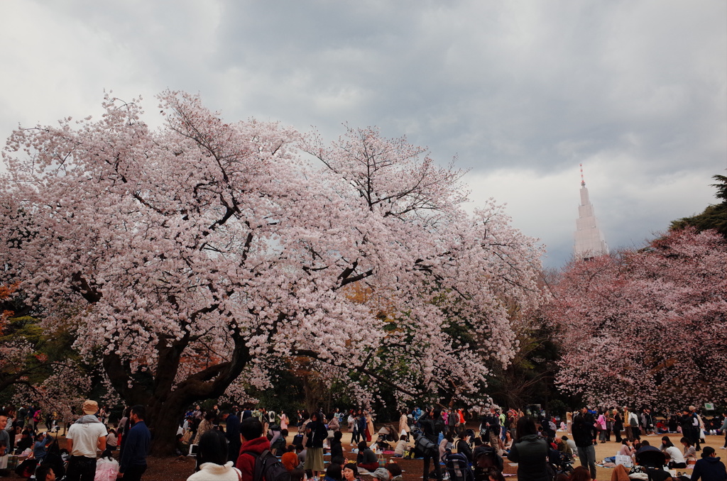 お花見