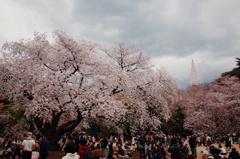 お花見