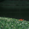 紅一点