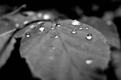 雨粒