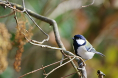 シジュウカラ