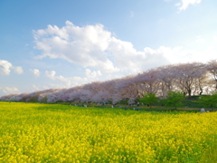 桜堤