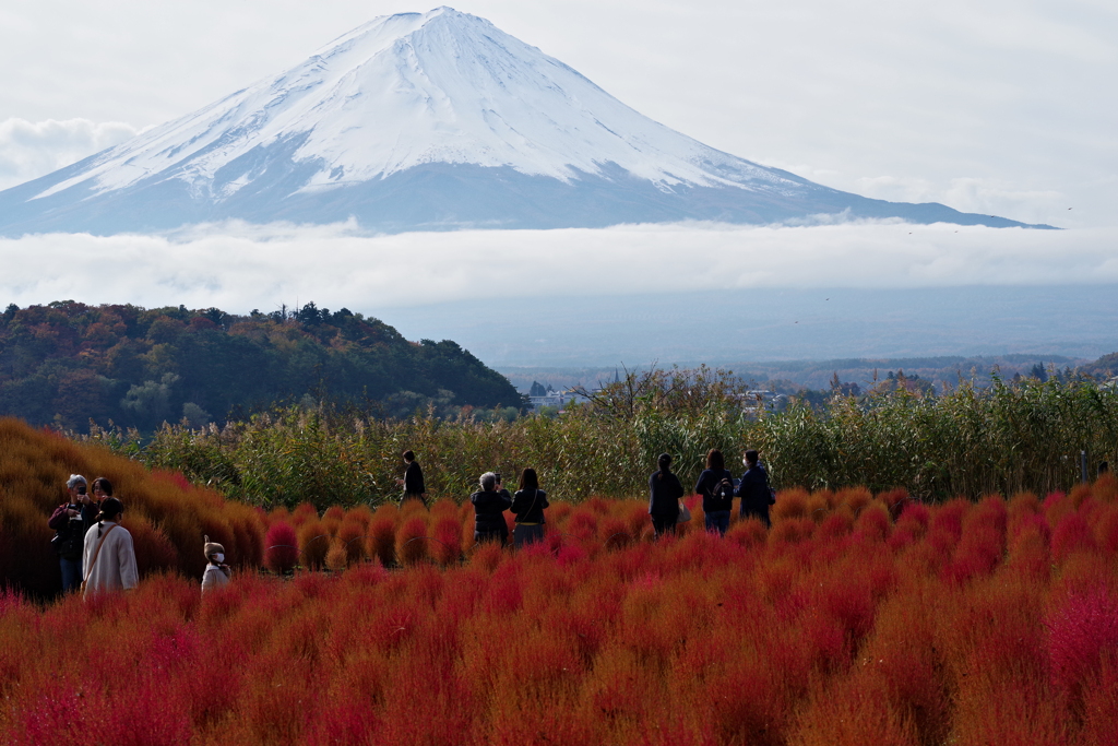 富士山とコキア