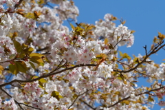 遅ればせながら桜