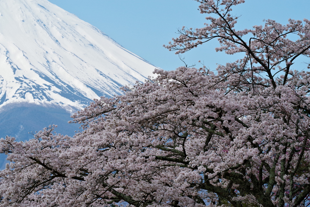 桜と富士②