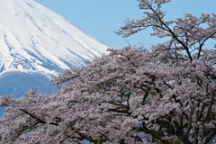 桜と富士②