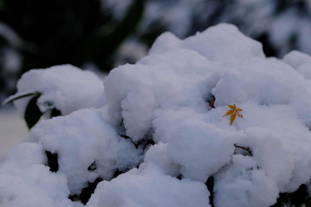 雪降りの跡