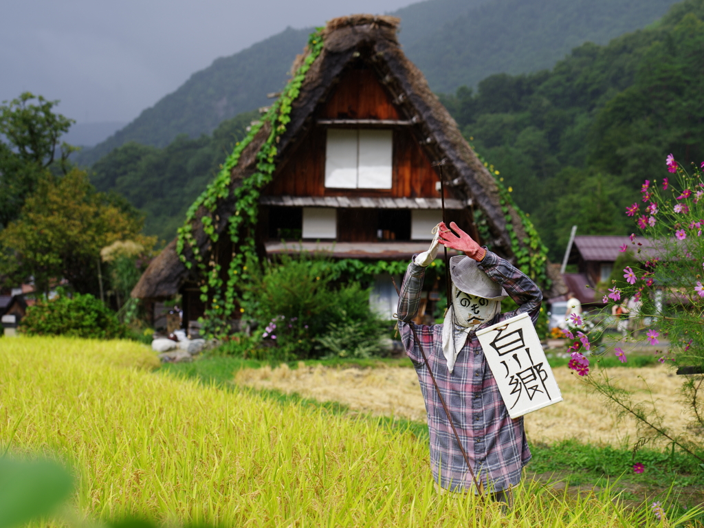 茅葺き屋根と田んぼそしてカカシ