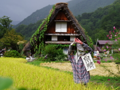 茅葺き屋根と田んぼそしてカカシ