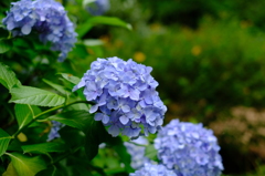 紫陽花③