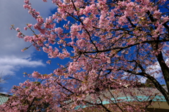桜開花