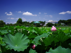 夏色