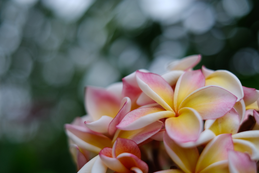 雨光花