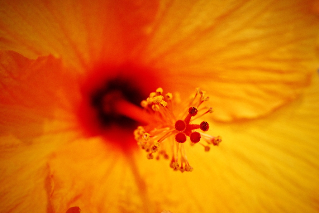 花散策
