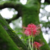雨、彼岸花
