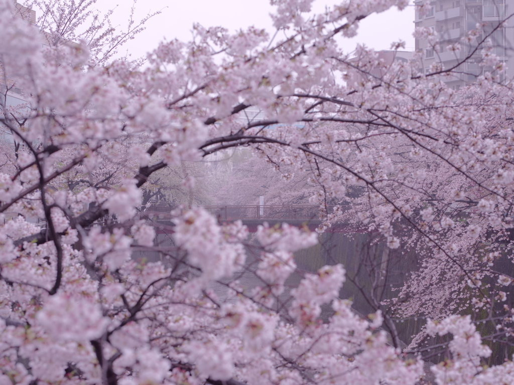 雨桜