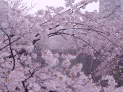 雨桜