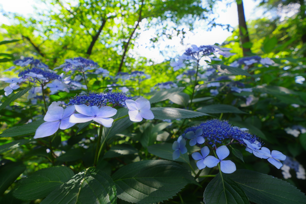 紫陽花広角