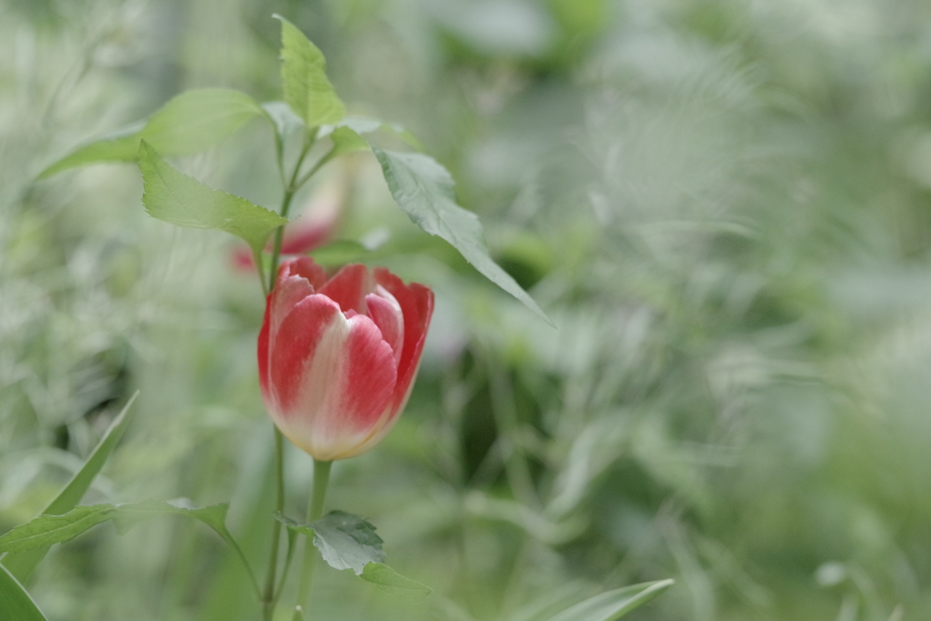 近所花