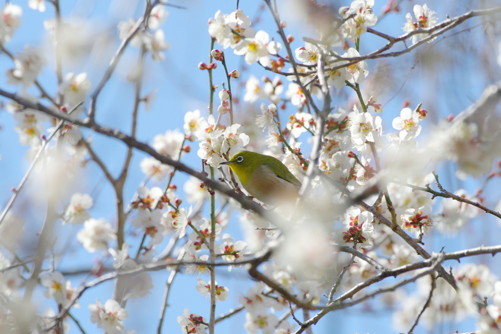 春近し