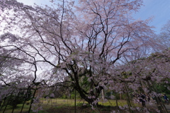 しだれ桜