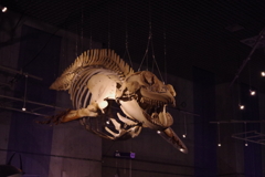 サメ