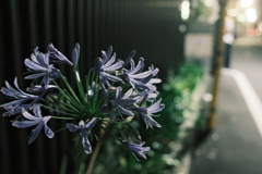 道脇に咲く