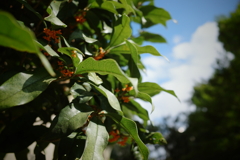 秋の花と空　金木犀