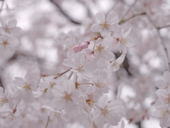 桜　ほのか