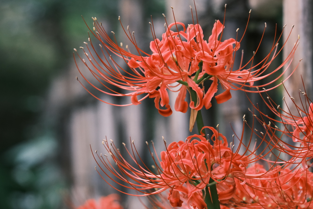 曼珠沙華