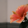 咲花