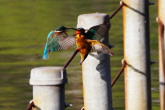 カワセミおすめす