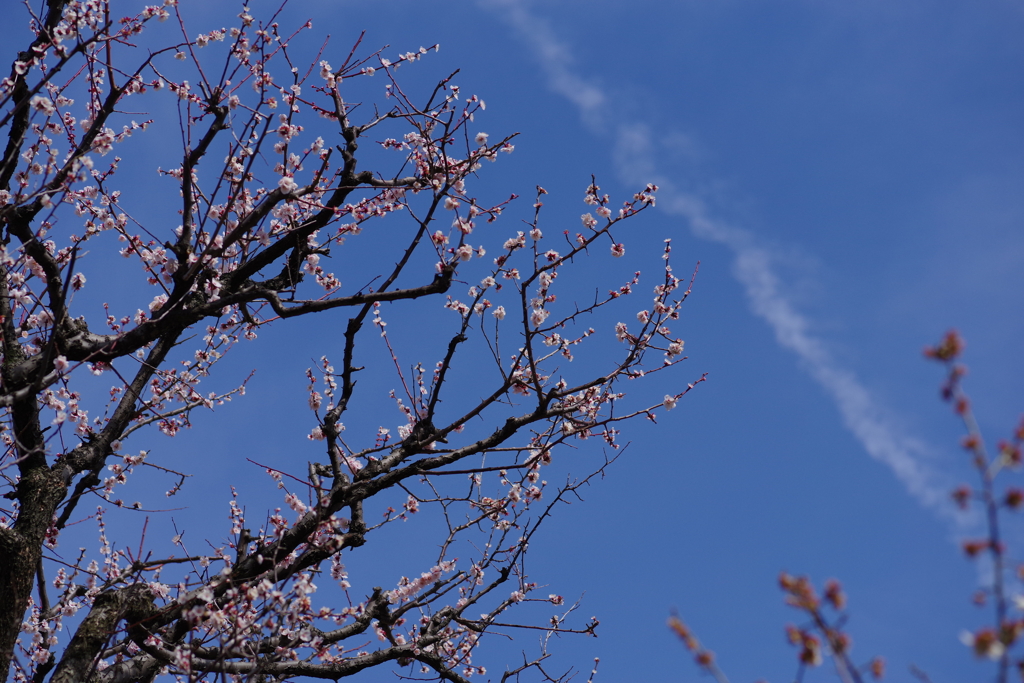 梅と飛行機雲