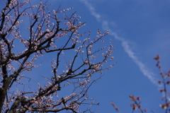 梅と飛行機雲