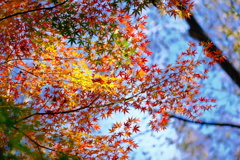 紅葉