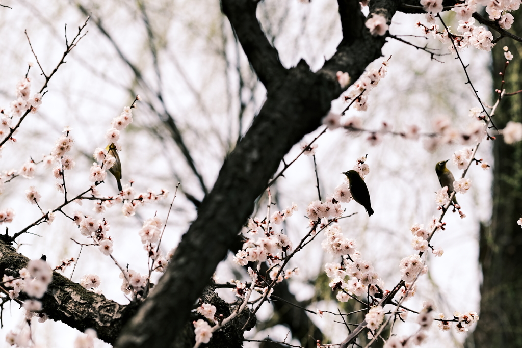 花散歩③